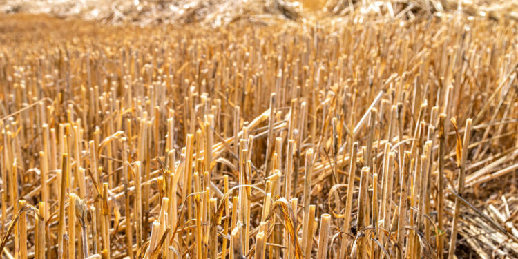 Nasi rolnicy zadowoleni z tegorocznych żniw. Chwalą pogodę i plonowanie - Radio Kielce