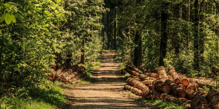 Pod koniec roku możliwe pierwsze zmiany w systemie sprzedaży drewna