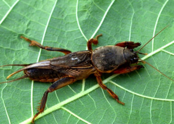 Ekologiczny sposób na turkucia podjadka – nieproszonego gościa w ogrodzie - Radio Kielce