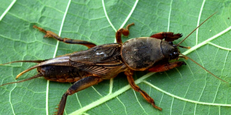 Ekologiczny sposób na turkucia podjadka – nieproszonego gościa w ogrodzie - Radio Kielce Ekologiczny sposób na turkucia podjadka – nieproszonego gościa w ogrodzie - Radio Kielce