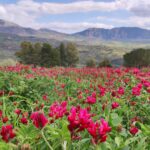 Muzyczne podróże. Sycylia / Fot. Danuta Rasała