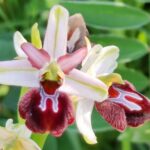 Muzyczne podróże. Sycylia / Fot. Danuta Rasała