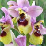 Muzyczne podróże. Sycylia / Fot. Danuta Rasała