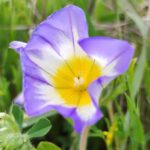 Muzyczne podróże. Sycylia / Fot. Danuta Rasała