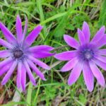 Muzyczne podróże. Sycylia / Fot. Danuta Rasała