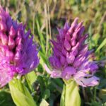 Muzyczne podróże. Sycylia / Fot. Danuta Rasała