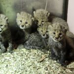 Fot. Gdański Ogród Zoologiczny - Facebook