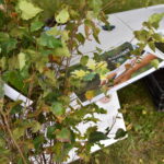 29.09.2022. Barycz. Akcja #sadziMY / Fot. Magdalena Galas-Klusek - Radio Kielce