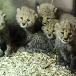 Fot. Gdański Ogród Zoologiczny - Facebook