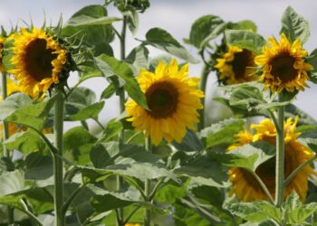 Ekoschemat – obszary z roślinami miododajnymi - Radio Kielce