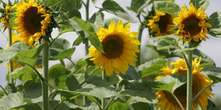 Ekoschemat – obszary z roślinami miododajnymi - Radio Kielce