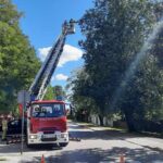 Akcja ratownia kotki / Fot. Szkoła Podstawowa im. Henryka Sienkiewicza w Oblęgorku - Facebook