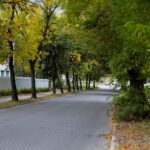 Przy kieleckich ulicach będzie więcej drzew. Sprawdź, gdzie się pojawią