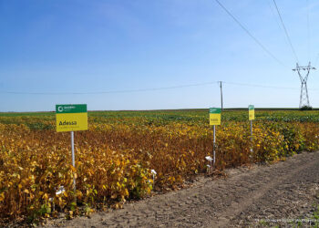 Specjaliści o agrotechnice soi na seminarium w Słupi - Radio Kielce
