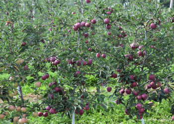 Początek września w sadach – zalecenia ŚODR - Radio Kielce