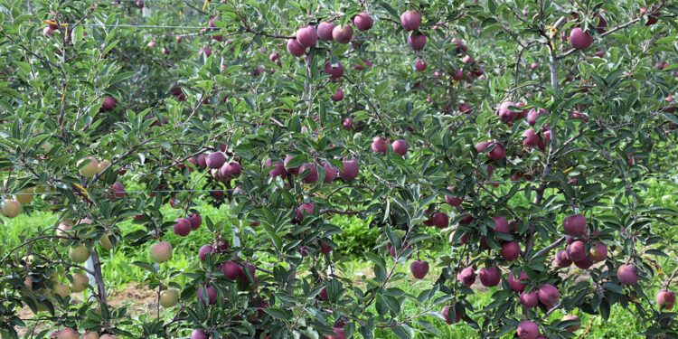 Początek września w sadach – zalecenia ŚODR - Radio Kielce