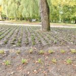 28.09.2022. Końskie. Park / Fot. Magdalena Galas-Klusek - Radio Kielce