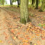 28.09.2022. Końskie. Park / Fot. Magdalena Galas-Klusek - Radio Kielce