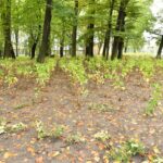 28.09.2022. Końskie. Park / Fot. Magdalena Galas-Klusek - Radio Kielce