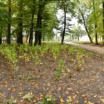 28.09.2022. Końskie. Park / Fot. Magdalena Galas-Klusek - Radio Kielce