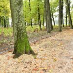 28.09.2022. Końskie. Park / Fot. Magdalena Galas-Klusek - Radio Kielce