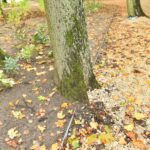 28.09.2022. Końskie. Park / Fot. Magdalena Galas-Klusek - Radio Kielce