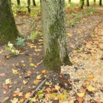 28.09.2022. Końskie. Park / Fot. Magdalena Galas-Klusek - Radio Kielce