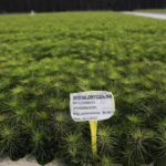 Sprawdzamy, co się dzieje w „fabryce drzew"? - Radio Kielce Suków. Szkółka leśna / Fot. Jarosław Kubalski - Radio Kielce