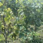 Sandomierz. Winobranie / Fot. Grażyna Szlęzak - Radio Kielce