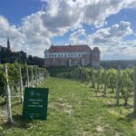 Sandomierz. Winobranie / Fot. Grażyna Szlęzak - Radio Kielce