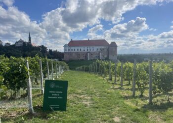 W sandomierskich winnicach zaczyna się winobranie - Radio Kielce