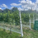 Sandomierz. Winobranie / Fot. Grażyna Szlęzak - Radio Kielce