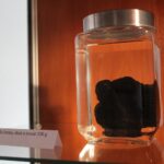 24.09.2022. Pińczów. Wystawa „Zapomniany Skarb Ponidzia - Trufle” / Fot. Marta Gajda-Kruk - Radio Kielce