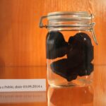 24.09.2022. Pińczów. Wystawa „Zapomniany Skarb Ponidzia - Trufle” / Fot. Marta Gajda-Kruk - Radio Kielce