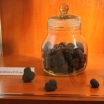 24.09.2022. Pińczów. Wystawa „Zapomniany Skarb Ponidzia - Trufle” / Fot. Marta Gajda-Kruk - Radio Kielce