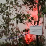 24.09.2022. Pińczów. Wystawa „Zapomniany Skarb Ponidzia - Trufle” / Fot. Marta Gajda-Kruk - Radio Kielce