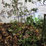 24.09.2022. Pińczów. Wystawa „Zapomniany Skarb Ponidzia - Trufle” / Fot. Marta Gajda-Kruk - Radio Kielce