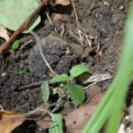 24.09.2022. Pińczów. Wystawa „Zapomniany Skarb Ponidzia - Trufle” / Fot. Marta Gajda-Kruk - Radio Kielce