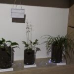 24.09.2022. Pińczów. Wystawa „Zapomniany Skarb Ponidzia - Trufle” / Fot. Marta Gajda-Kruk - Radio Kielce