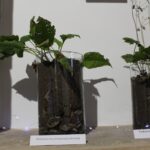 24.09.2022. Pińczów. Wystawa „Zapomniany Skarb Ponidzia - Trufle” / Fot. Marta Gajda-Kruk - Radio Kielce