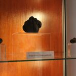 24.09.2022. Pińczów. Wystawa „Zapomniany Skarb Ponidzia - Trufle” / Fot. Marta Gajda-Kruk - Radio Kielce