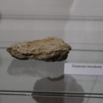 24.09.2022. Pińczów. Wystawa „Zapomniany Skarb Ponidzia - Trufle” / Fot. Marta Gajda-Kruk - Radio Kielce