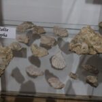 24.09.2022. Pińczów. Wystawa „Zapomniany Skarb Ponidzia - Trufle” / Fot. Marta Gajda-Kruk - Radio Kielce