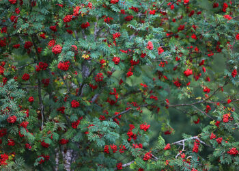 Jesienna jarzębina – smakołyk, lek i kosmetyk. Trwa jej zbiór - Radio Kielce