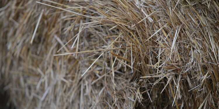 Baty w kościele, kukła Judasza i topienie bałwana - ludowe zwyczaje w Wielką Środę - Radio Kielce Fot. Robert Felczak - Radio Kielce