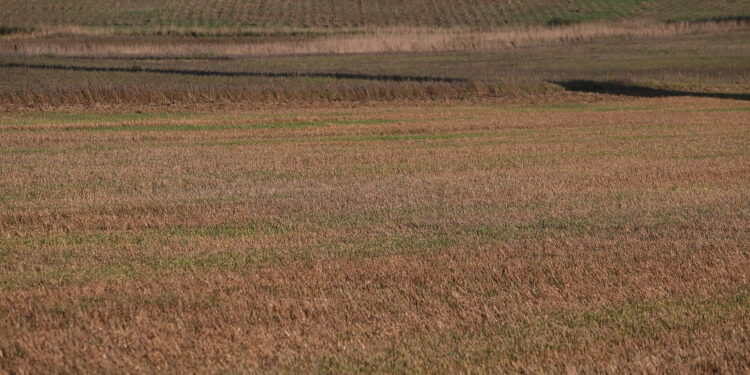 Biologizacja uprawy. Nowe podejście w rolnictwie  - Radio Kielce