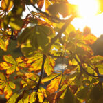 Czeka nas jesienny „atak" ciepła [PROGNOZA POGODY]