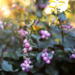 26.09.2022. Kielce. Jesień / Fot. Wiktor Taszłow – Radio Kielce