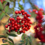 26.09.2022. Kielce. Jesień / Fot. Wiktor Taszłow – Radio Kielce