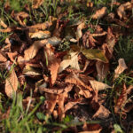 26.09.2022. Kielce. Jesień / Fot. Wiktor Taszłow – Radio Kielce